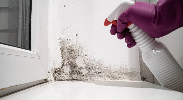 Best Carpet water damage restoration  in USA